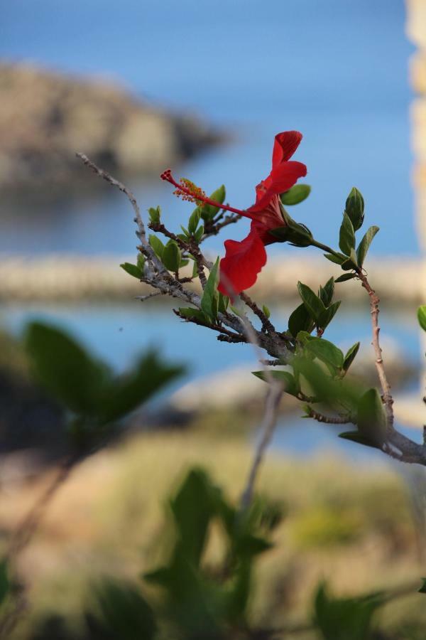 Cozy Guesthouse - Agios Romanos Bagian luar foto